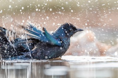 Güney Afrika Kruger Ulusal Parkı 'ndaki su birikintisinde yıkanan Cape Parıltılı Starling Sturnidae ailesini besliyor.