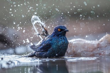 Güney Afrika Kruger Ulusal Parkı 'ndaki su birikintisinde yıkanan Cape Parıltılı Starling Sturnidae ailesini besliyor.