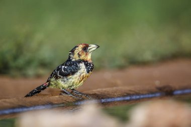 Güney Afrika Kruger Ulusal Parkı 'ndaki su birikintisi boyunca duran Barbet arması; Ramphastidae ailesinden Specie Trachyphonus vaillantii