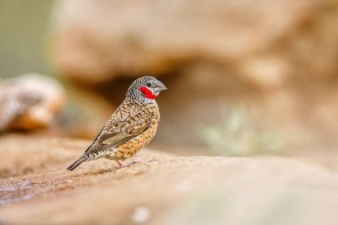 Güney Afrika 'daki Kruger Ulusal Parkı' nda, Estrildidae familyasından Specie Amadina fasciata