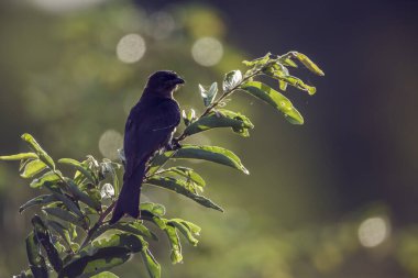 Güney Afrika 'daki Kruger Ulusal Parkı' nda yaprakları olan bir dalda duran çatal kuyruklu Drongo; Dicrurus adsimilis ailesi Dicruridae