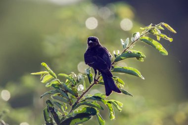 Fork tailed Drongo standing on a branch with leaves in Kruger national park, South Africa; specie Dicrurus adsimilis family of Dicruridae clipart