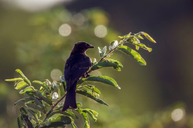 Güney Afrika 'daki Kruger Ulusal Parkı' nda yaprakları olan bir dalda duran çatal kuyruklu Drongo; Dicrurus adsimilis ailesi Dicruridae