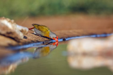 Green winged Pytilia drinking in waterhole with reflection in Kruger National park, South Africa ; Specie Pytilia melba family of Estrildidae clipart