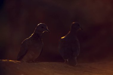 Gülen Güvercin şafak vakti Güney Afrika 'daki Kruger Ulusal Parkı' nda Columbidae familyasının Specie Streptopelia senegalensis ailesinde