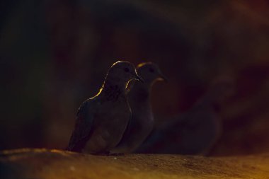 Gülen Güvercin şafak vakti Güney Afrika 'daki Kruger Ulusal Parkı' nda Columbidae familyasının Specie Streptopelia senegalensis ailesinde