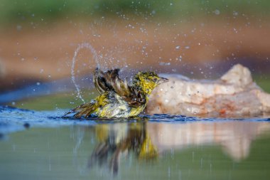 Güney Afrika Kruger Ulusal Parkı 'ndaki su birikintisinde daha az maskeli Weaver; Ploceidae' nin ara ailesi Specie Ploceus