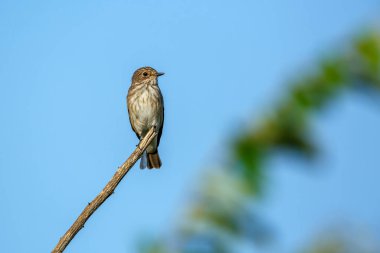 Mariqua Flycatcher juvenile standing on a branch isolated in blue sky in Kgalagadi transfrontier park, South Africa; specie family Melaenornis mariquensis of Musicapidae clipart