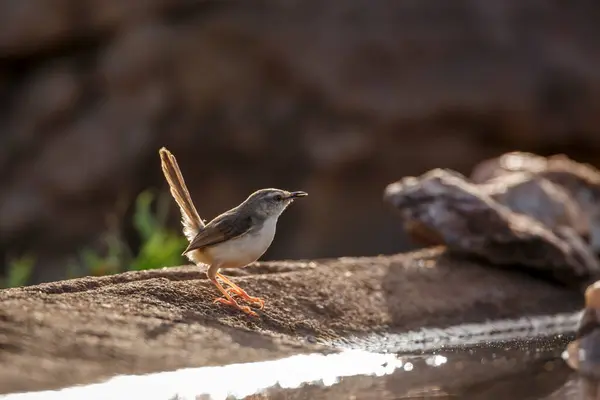 stock image Black chested Prinia standing backlit along waterhole with reflection in Kruger National park, South Africa ; Specie Prinia flavicans family of Cisticolidae