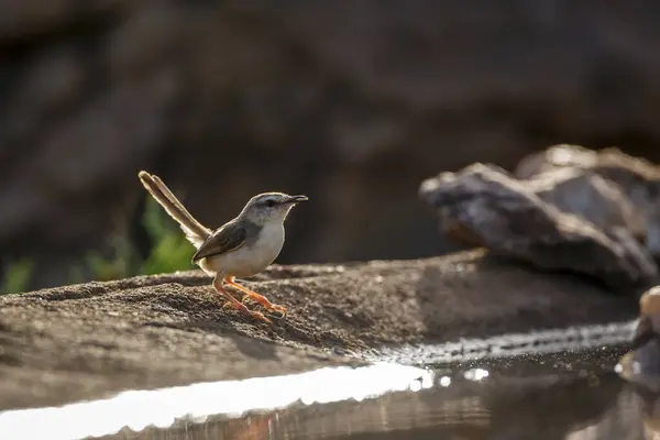 stock image Black chested Prinia standing backlit along waterhole with reflection in Kruger National park, South Africa ; Specie Prinia flavicans family of Cisticolidae