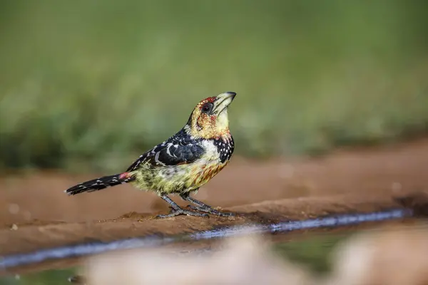 stock image Crested Barbet standing along waterhole in Kruger National park, South Africa ; Specie Trachyphonus vaillantii family of Ramphastidae