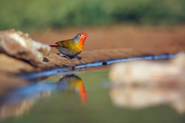 stock image Green winged Pytilia along waterhole with reflection in Kruger National park, South Africa ; Specie Pytilia melba family of Estrildidae