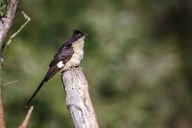 Güney Afrika 'daki Kruger Ulusal Parkı' ndaki bulanık bir arka planda izole bir kütükte duran Pied Cuculidae ailesinden Specie Clamator Jacobinus. 
