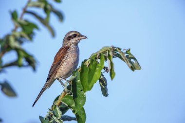 Güney Afrika 'daki Kruger Ulusal Parkı' nda mavi gökyüzünde duran kırmızı sırtlı Shrike dişisi Laniiidae familyasından Specie Lanius Collurio.