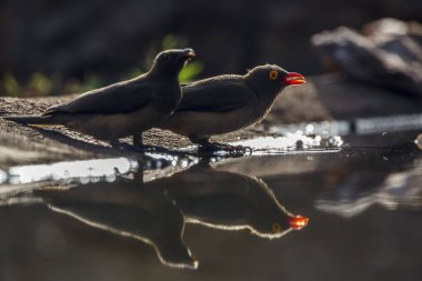 Güney Afrika 'daki Kruger Ulusal Parkı' ndaki su birikintisindeki Oxpecker yetişkin ve genç; Buphagidae familyasından Specie Buphagus erythrorhynchus