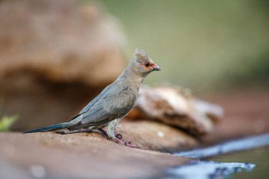 Güney Afrika 'daki Kruger Ulusal Parkı' ndaki su birikintisi boyunca kırmızı yüzlü fare kuşu; Coliidae familyasından Specie Urocolius indicus