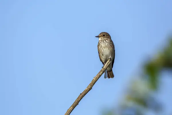 stock image Mariqua Flycatcher juvenile standing on a branch isolated in blue sky in Kgalagadi transfrontier park, South Africa; specie family Melaenornis mariquensis of Musicapidae