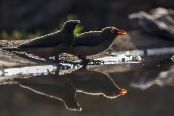 stock image Red billed Oxpecker adulte and juvenile at waterhole in Kruger National park, South Africa ; Specie Buphagus erythrorhynchus family of Buphagidae