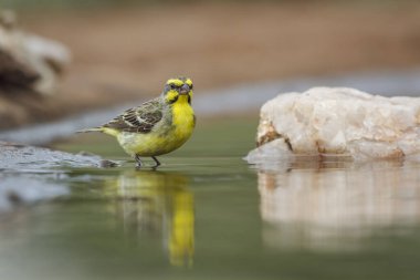 Güney Afrika 'daki Kruger Ulusal Parkı' nda yansımasıyla su birikintisinde duran sarı önlü Kanarya; Fringillidae familyasından Specie Crithagra mozambica