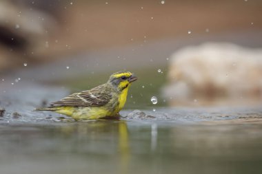 Güney Afrika 'daki Kruger Ulusal Parkı' ndaki su birikintisinde sarı yüzen kanarya; Fringillidae familyasından Specie Crithagra mozambica