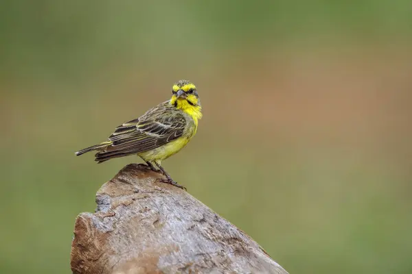 stock image Yellow fronted Canary standing on a rock isolated in natural background in Kruger National park, South Africa ; Specie Crithagra mozambica family of Fringillidae