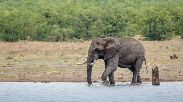 stock image African bush elephant drinking in lake in Kruger National park, South Africa ; Specie Loxodonta africana family of Elephantidae