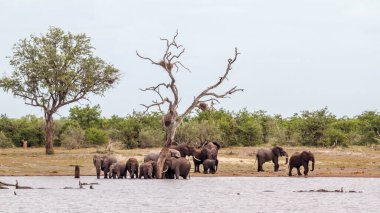 Güney Afrika 'daki Kruger Ulusal Parkı' nda gölün kenarındaki Afrika çalı fil sürüsü; Fil giller familyasından Specie Loxodonta africana