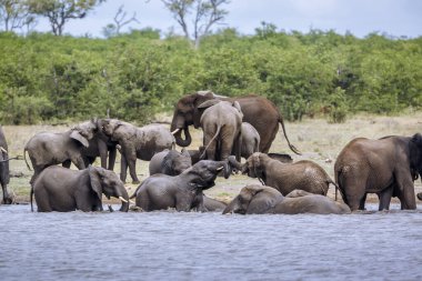 Afrika çalı fil sürüsü Güney Afrika 'daki Kruger Ulusal Parkı' nda suda oynarken Specie Loxodonta africana fil familyası