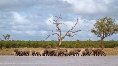 Afrika çalı fil sürüsü Güney Afrika 'daki Kruger Ulusal Parkı' nda göller boyunca yürüyor; Specie Loxodonta africana fil familyasından