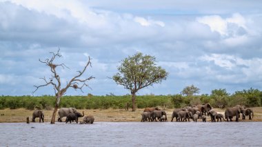 Afrika çalı fil sürüsü Güney Afrika 'daki Kruger Ulusal Parkı' nda göller boyunca yürüyor; Specie Loxodonta africana fil familyasından