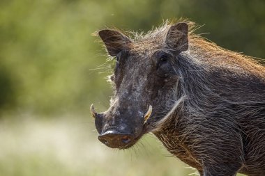Güney Afrika 'daki Kruger Ulusal Parkı' nda izole edilmiş domuz portresi; Suidae familyasından Specie Phacochoerus africanus