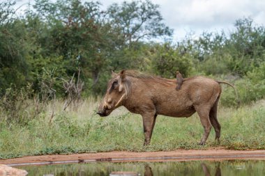 Güney Afrika 'daki Kruger Ulusal Parkı' ndaki su birikintisinde yaygın olarak görülen yaban domuzu; Suidae familyasından Specie Phacochoerus africanus
