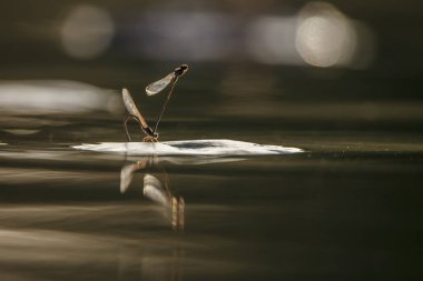 Kruger Ulusal Parkı, Güney Afrika 'da su üzerinde yusufçuk çiftleşmesi