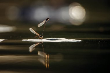 Mating of dragonfly over the water with reflection in Kruger National park, South Africa clipart