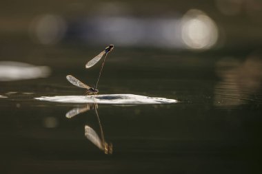 Kruger Ulusal Parkı, Güney Afrika 'da su üzerinde yusufçuk çiftleşmesi