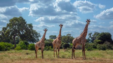 Güney Afrika Kruger Ulusal Parkı 'ndaki yeşil bozkırda kameraya bakan üç zürafa; Giraffa Camelopardalis ailesinden Giraffidae.