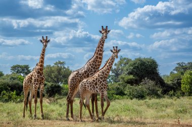 Güney Afrika Kruger Ulusal Parkı 'ndaki yeşil bozkırda kameraya bakan üç zürafa; Giraffa Camelopardalis ailesinden Giraffidae.
