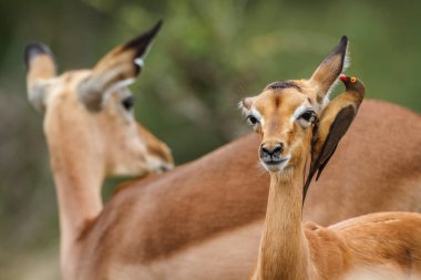 Güney Afrika 'daki Kruger Ulusal Parkı' nda öküzleri tımar eden Genç Ortak Impala Bovidae ailesinden Specie Aepyceros Melampus.