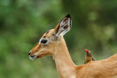 Güney Afrika 'daki Kruger Ulusal Parkı' nda öküzleri tımar eden Genç Ortak Impala Bovidae ailesinden Specie Aepyceros Melampus.