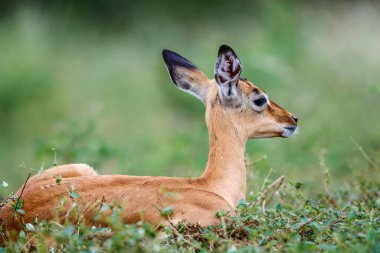 Güney Afrika 'daki Kruger Ulusal Parkı' nda çimlerin üzerinde yatan genç Impala portresi Bovidae ailesinden Specie Aepyceros melampus