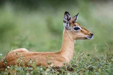 Young Common Impala portrait lying down in grass in Kruger National park, South Africa ; Specie Aepyceros melampus family of Bovidae clipart