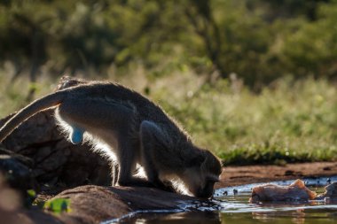 Güney Afrika 'daki Kruger Ulusal Parkı' ndaki su birikintisinde içen mavi boğalı maymun erkek; Cercopithecidae ailesinden Specie Chlorocebus pygerythrus