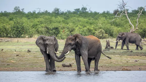 stock image Two African bush elephants bonding with trunk in Kruger National park, South Africa ; Specie Loxodonta africana family of Elephantidae