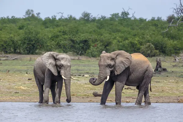 stock image Two African bush elephants drinking front view in lake side in Kruger National park, South Africa ; Specie Loxodonta africana family of Elephantidae