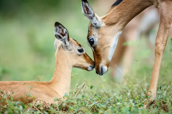 Güney Afrika 'daki Kruger Ulusal Parkı' nda dişi buzağı kaynaştıran yaygın Impala; Bovidae familyasından Specie Aepyceros melampus