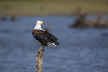 Güney Afrika 'daki Kruger Ulusal Parkı' nda suyun üzerinde duran Afrika balık kartalı, Accipitridae familyasından Specie Haliaeetus.