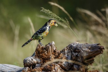 Güney Afrika Kruger Ulusal Parkı 'nda bir kütükte duran Barbet arması; Ramphastidae ailesinden Specie Trachyphonus vaillantii