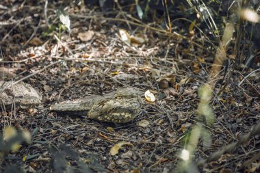 Güney Afrika 'daki Kruger Ulusal Parkı' nda saklanan Avrasya Karabasanı; Caprimulgidae familyasından Specie Caprimulgus europaeus