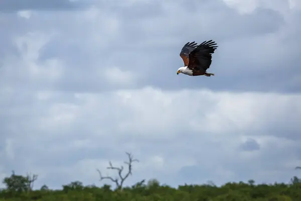 stock image African fish eagle flying in cloudy sky in Kruger National park, South Africa ; Specie Haliaeetus vocifer family of Accipitridae