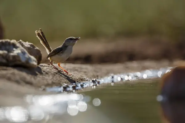 stock image Black chested Prinia along waterhole in backlit in Kruger National park, South Africa ; Specie Prinia flavicans family of Cisticolidae